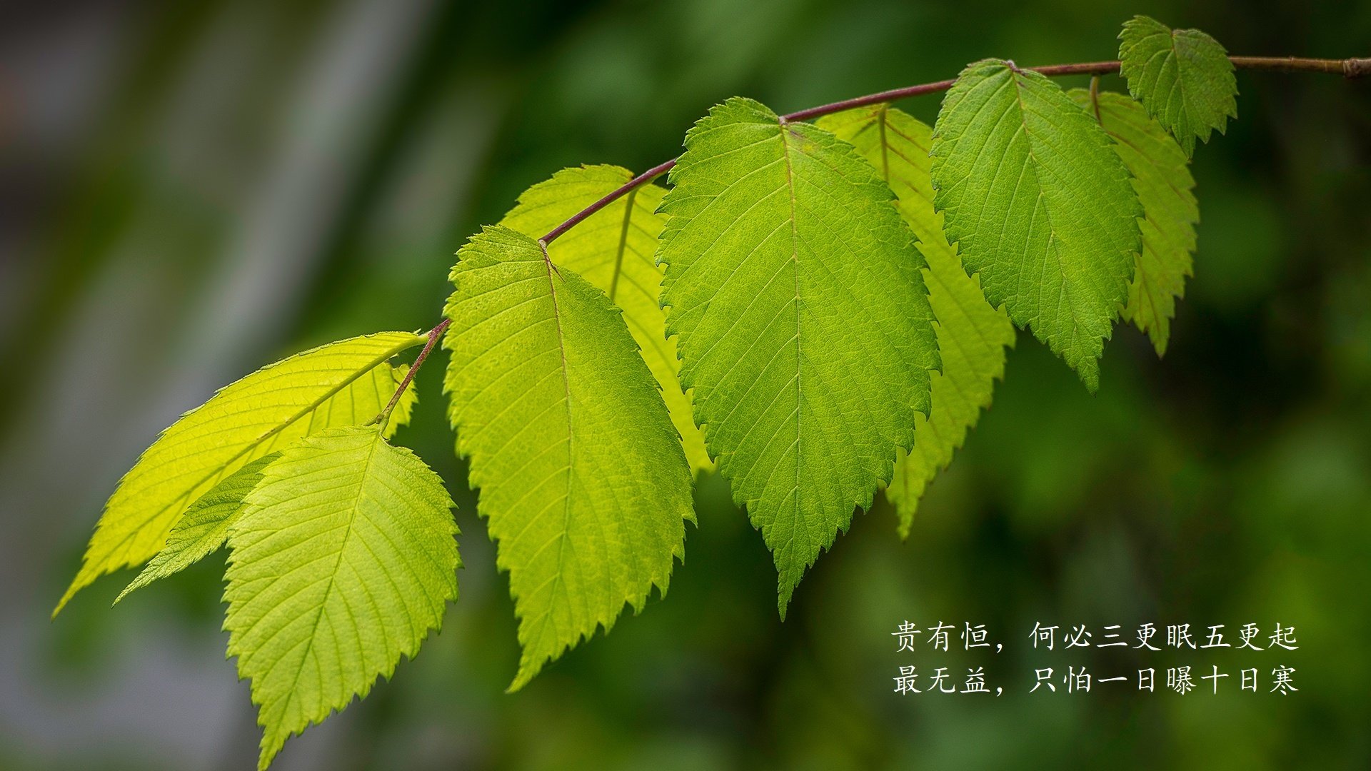 开云网页版登录入口-摩洛哥马术协会设立马匹福利基金，支持马匹退休生活。，摩洛哥马拉松