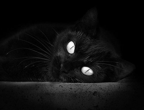 勒沃库森压迫反抢形成持续火力输出,勒沃库森首发